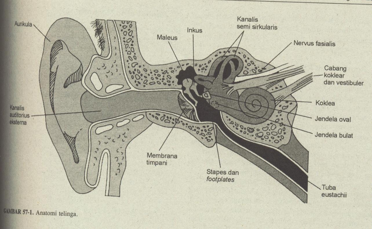 Detail Gambar Anatomi Telinga Manusia Nomer 43