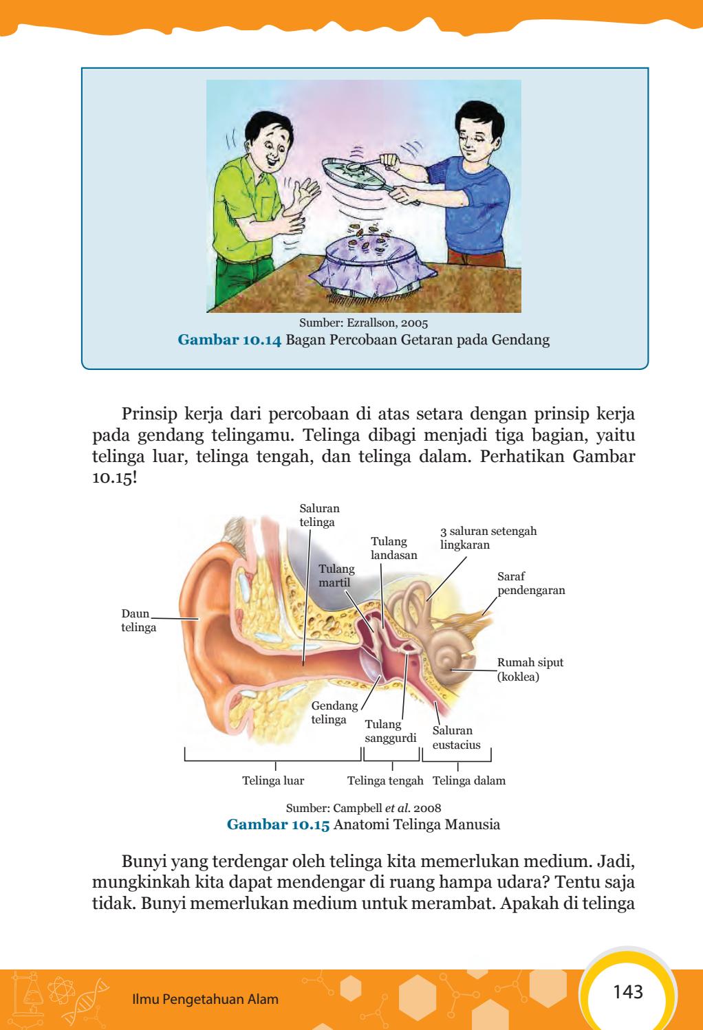 Detail Gambar Anatomi Telinga Manusia Nomer 49