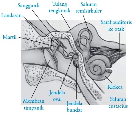 Detail Gambar Anatomi Telinga Manusia Nomer 51