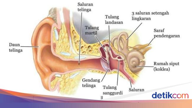 Detail Gambar Anatomi Telinga Manusia Nomer 7