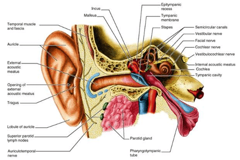 Detail Gambar Anatomi Telinga Manusia Nomer 8