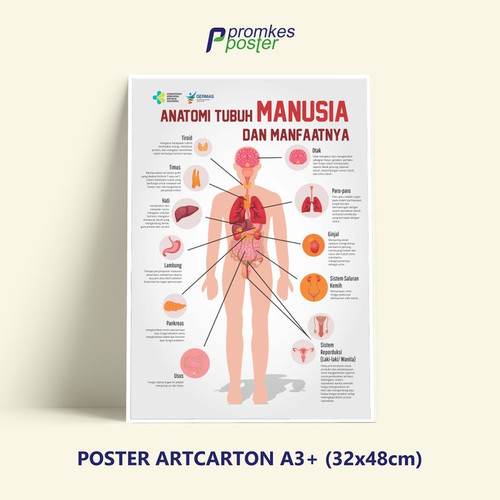 Detail Gambar Anatomi Tubuh Manusia Nomer 9