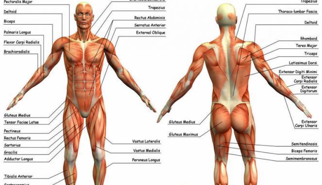 Detail Gambar Anatomi Tubuh Manusia Nomer 10