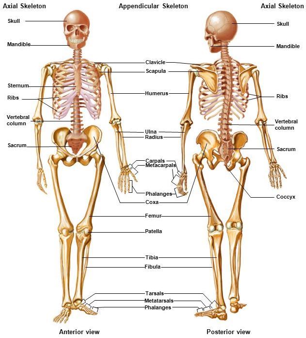 Detail Gambar Anatomi Tubuh Manusia Nomer 13