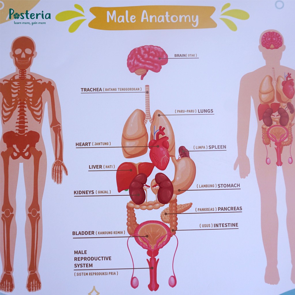 Detail Gambar Anatomi Tubuh Manusia Nomer 4