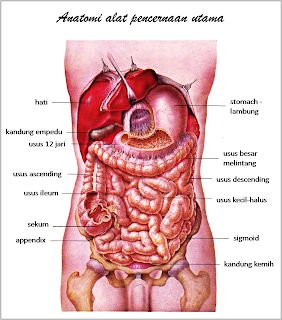 Detail Gambar Anatomi Tubuh Manusia Nomer 34