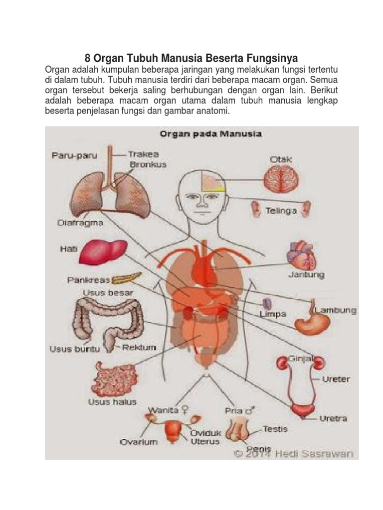 Detail Gambar Anggota Tubuh Dan Fungsinya Nomer 48