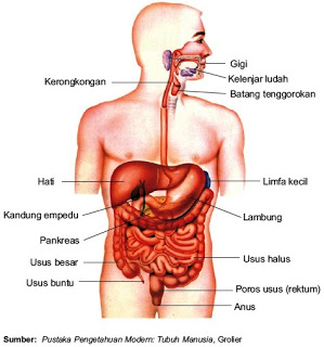 Detail Gambar Anggota Tubuh Dan Fungsinya Nomer 7