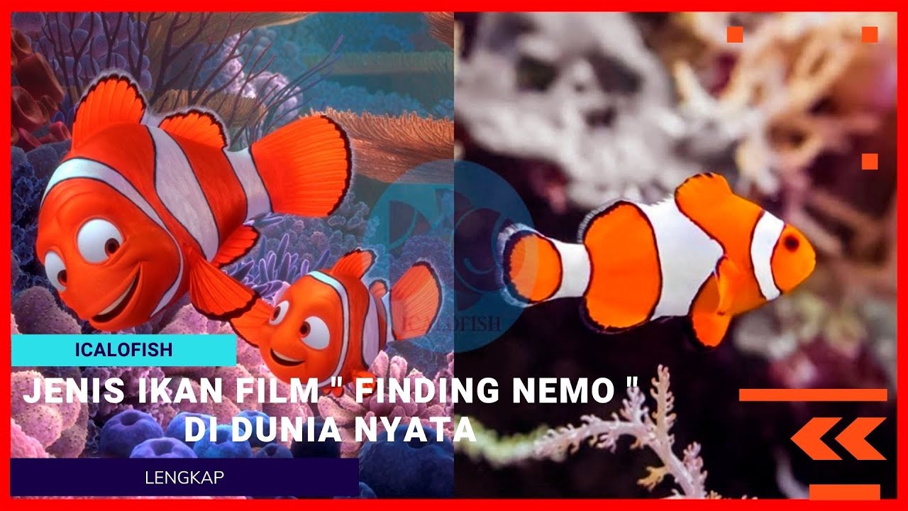 Detail Gambar Animasi Nemo Nomer 16