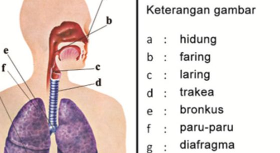 Detail Gambar Animasi Pernapasan Nomer 27