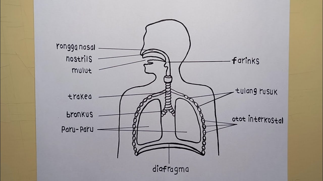 Detail Gambar Animasi Pernapasan Nomer 35