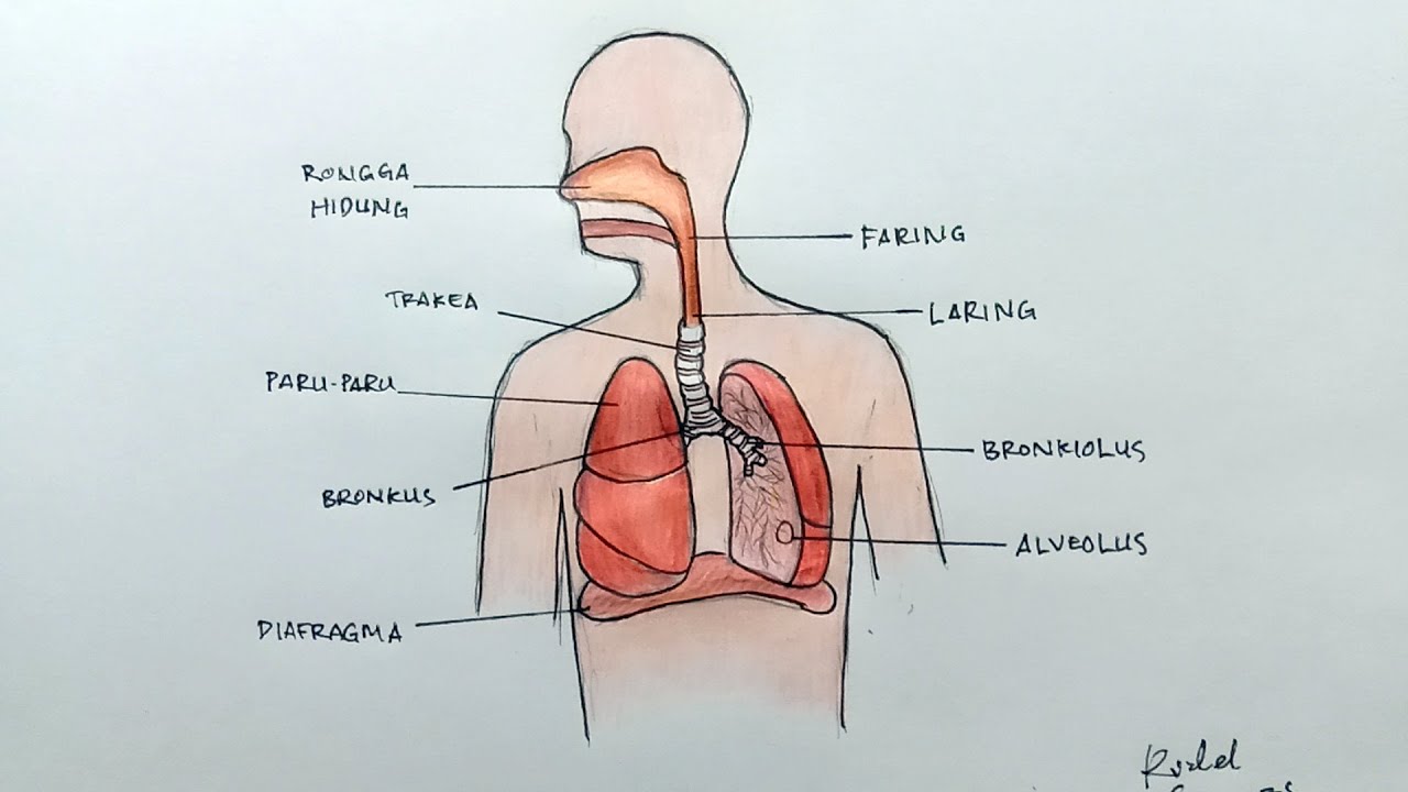 Detail Gambar Animasi Pernapasan Nomer 5