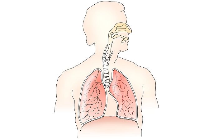 Detail Gambar Animasi Pernapasan Nomer 52