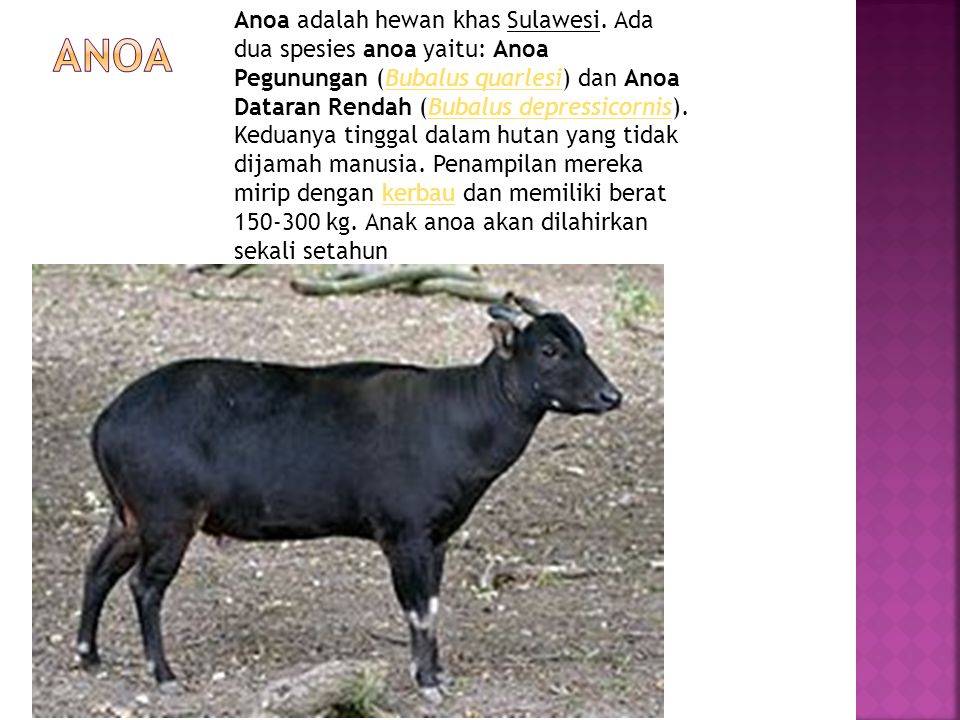 Detail Gambar Anoa Dan Penjelasannya Nomer 8