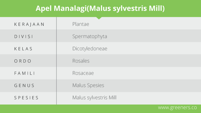 Detail Gambar Apel Manalagi Nomer 46