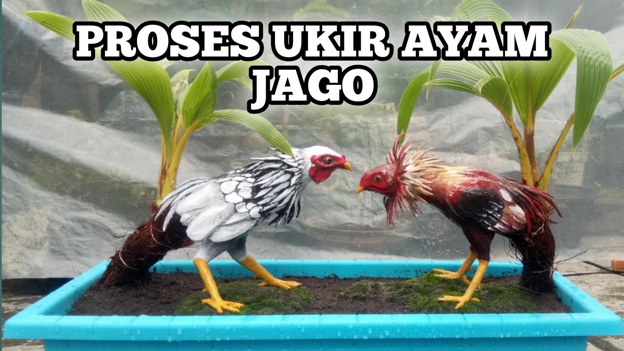 Gambar Ayam Di Kebun Kelapa - KibrisPDR