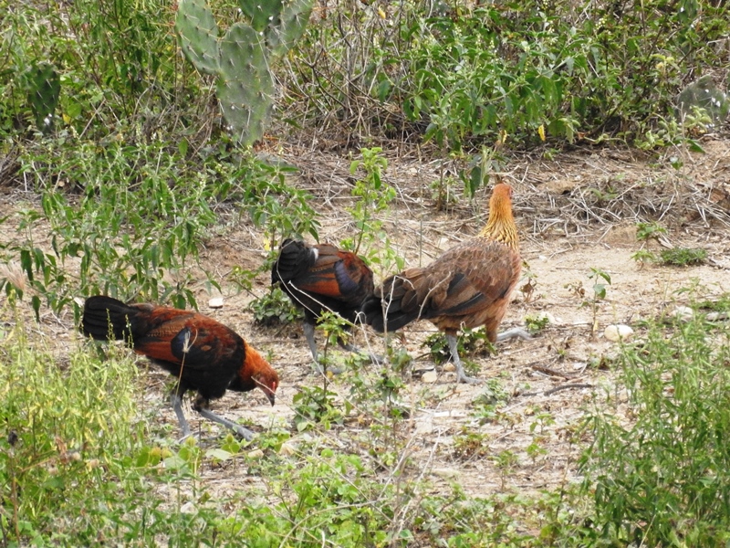 Detail Gambar Ayam Di Kebun Kelapa Nomer 22