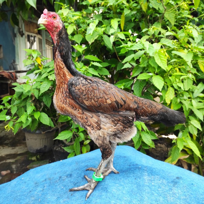 Detail Gambar Ayam Di Kebun Kelapa Nomer 26