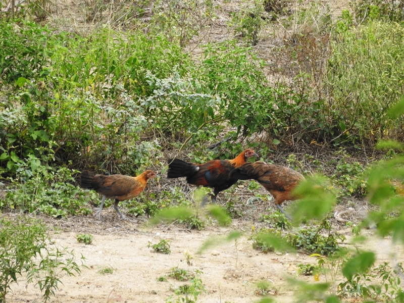 Detail Gambar Ayam Di Kebun Kelapa Nomer 3