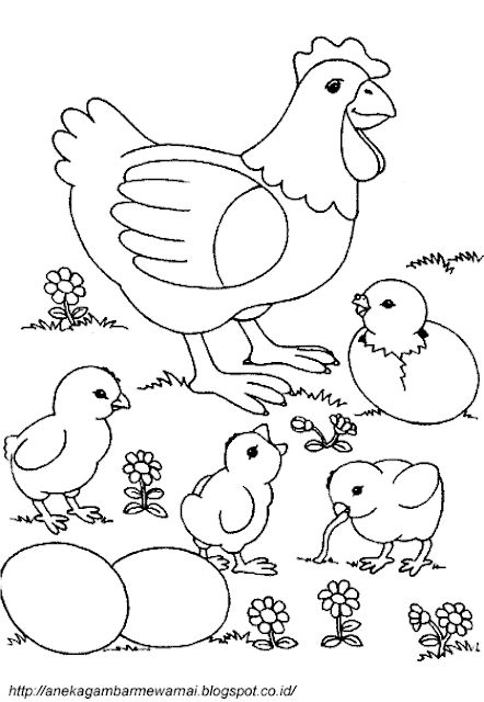 Detail Gambar Ayam Untuk Mewarna Nomer 2