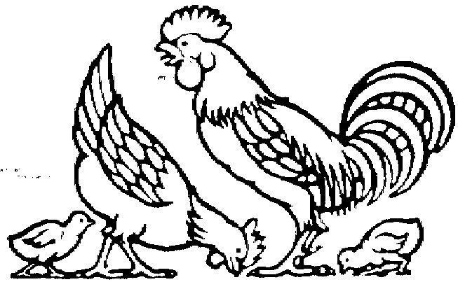 Detail Gambar Ayam Untuk Mewarna Nomer 14