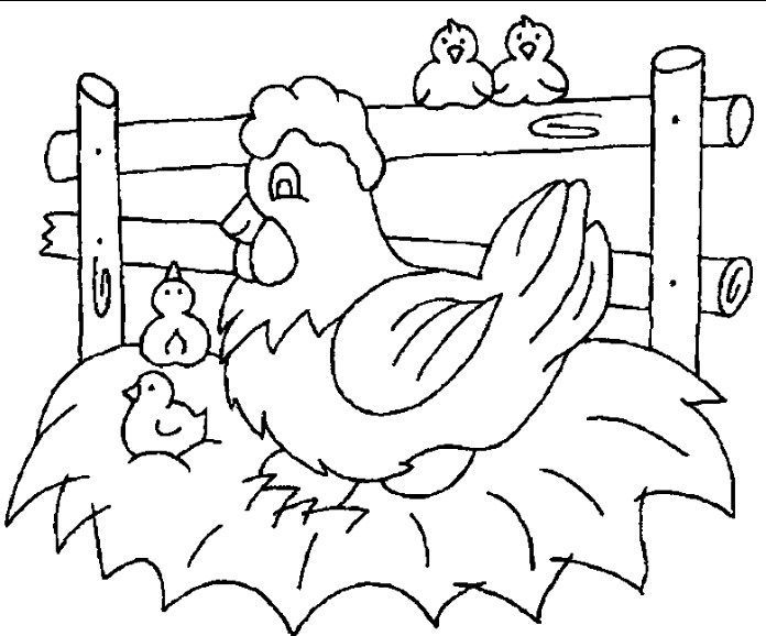 Detail Gambar Ayam Untuk Mewarna Nomer 21