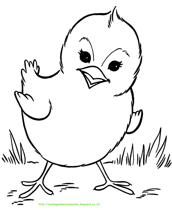 Detail Gambar Ayam Untuk Mewarna Nomer 27