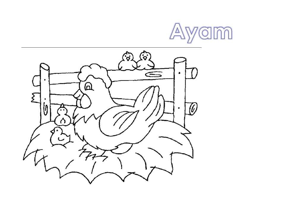 Detail Gambar Ayam Untuk Mewarna Nomer 28