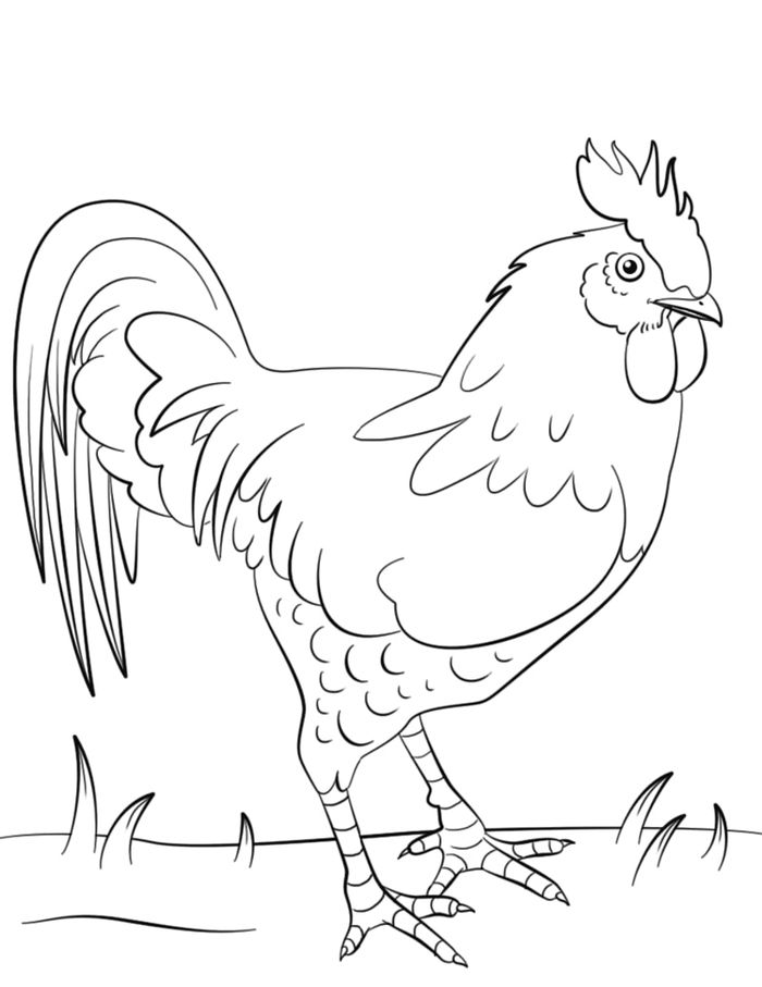 Detail Gambar Ayam Untuk Mewarna Nomer 33