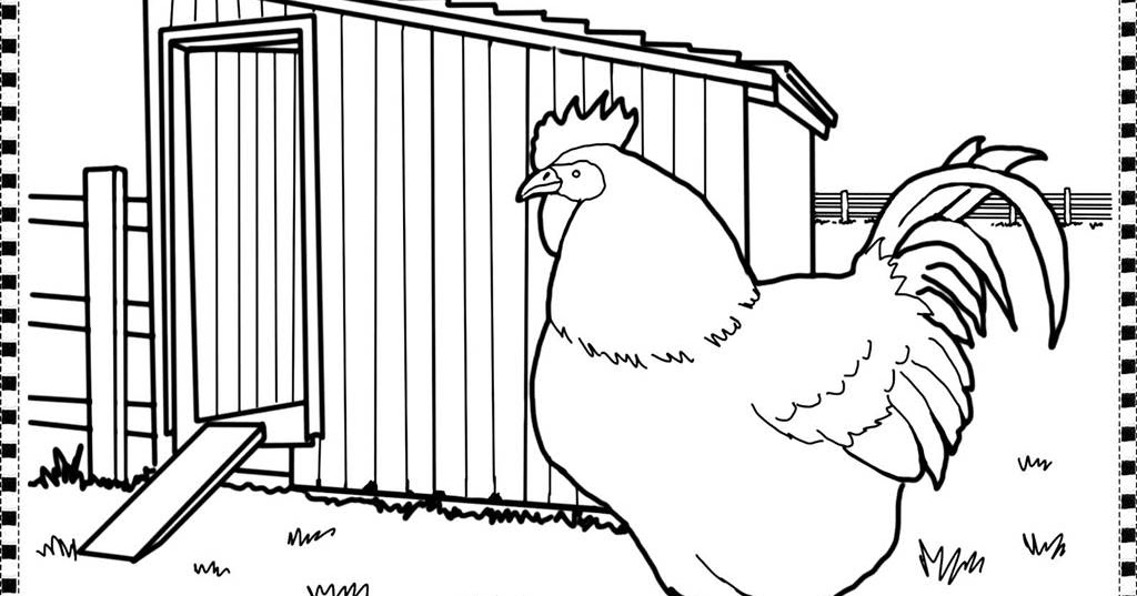 Detail Gambar Ayam Untuk Mewarna Nomer 40