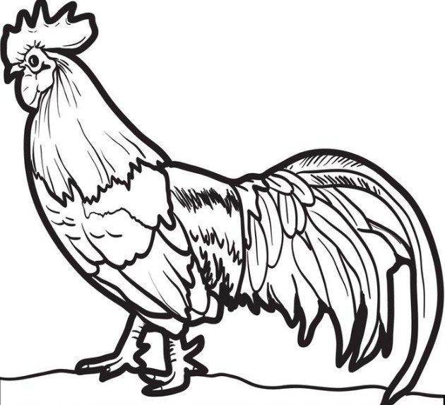 Detail Gambar Ayam Untuk Mewarna Nomer 9