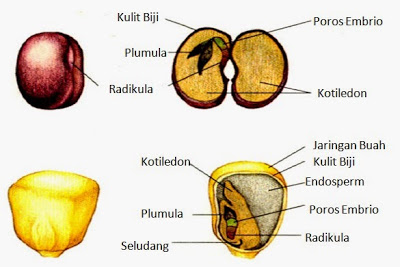 Detail Gambar Bagian Bagian Biji Dan Penjelasan Nomer 2