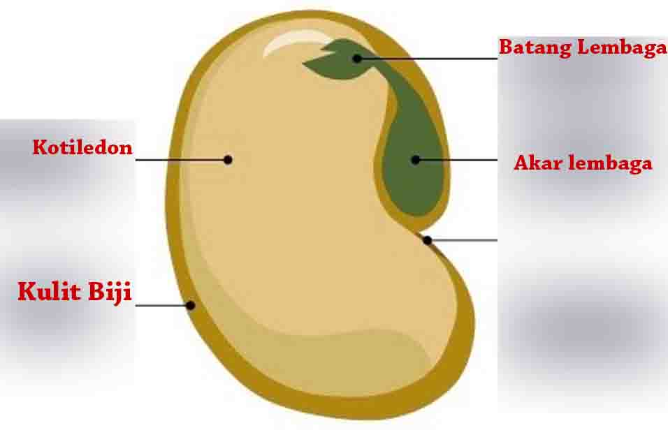 Detail Gambar Bagian Bagian Biji Dan Penjelasan Nomer 10