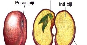 Detail Gambar Bagian Bagian Biji Dan Penjelasan Nomer 11