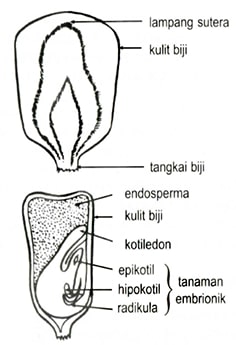 Detail Gambar Bagian Bagian Biji Dan Penjelasan Nomer 28