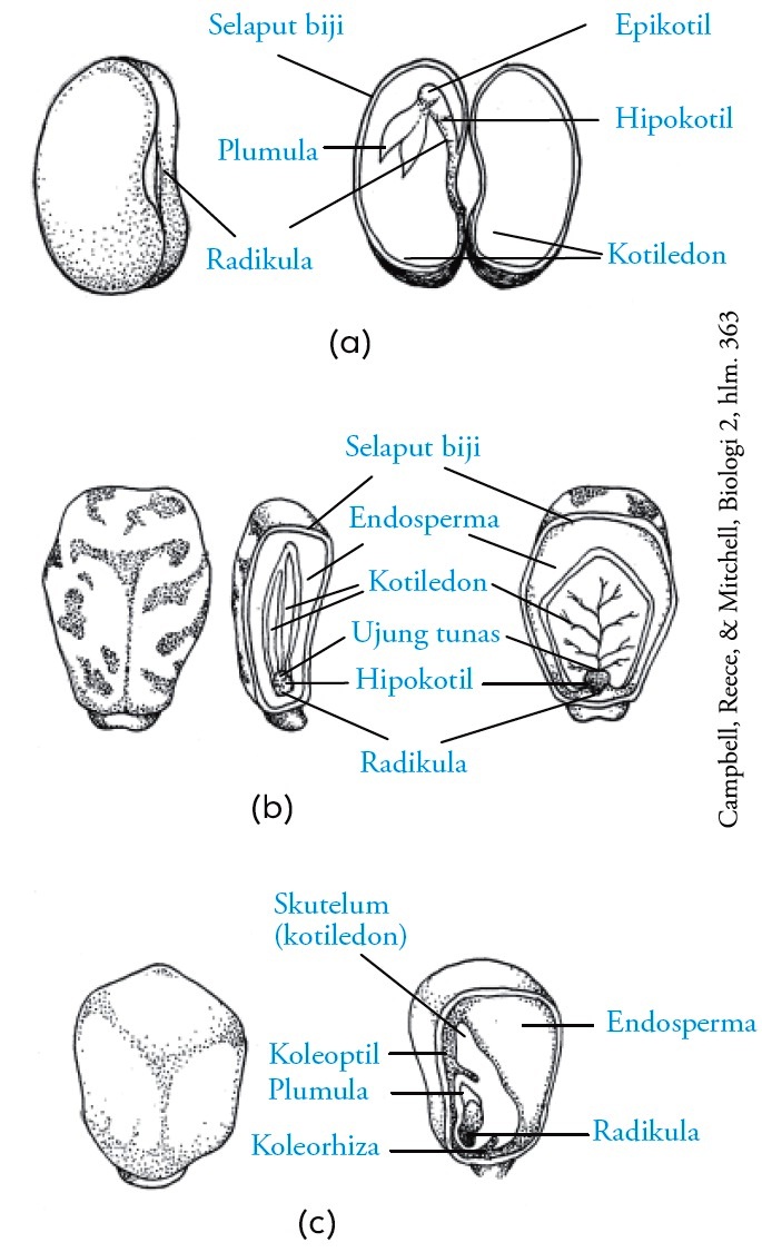 Detail Gambar Bagian Bagian Biji Dan Penjelasan Nomer 30