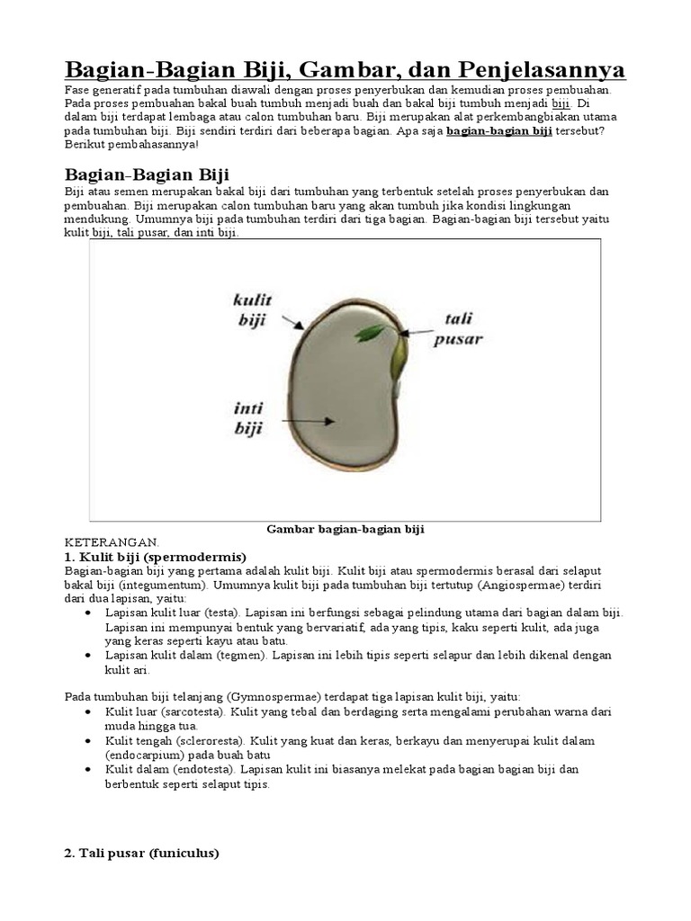 Detail Gambar Bagian Bagian Biji Dan Penjelasan Nomer 40