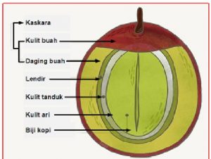 Detail Gambar Bagian Bagian Biji Dan Penjelasan Nomer 41