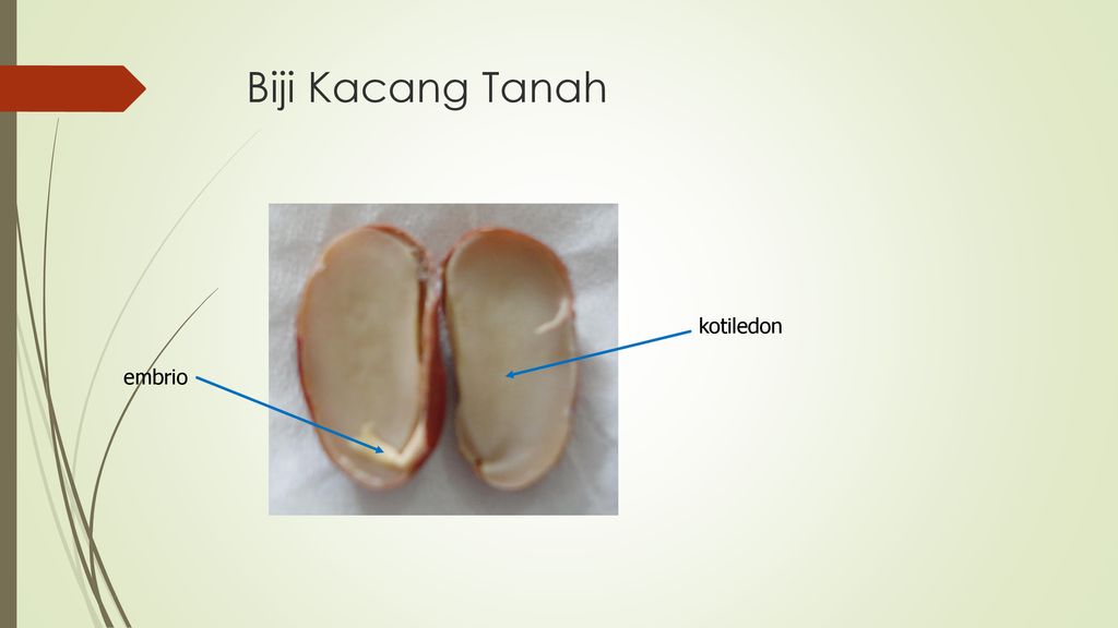 Detail Gambar Bagian Bagian Biji Dan Penjelasan Nomer 54