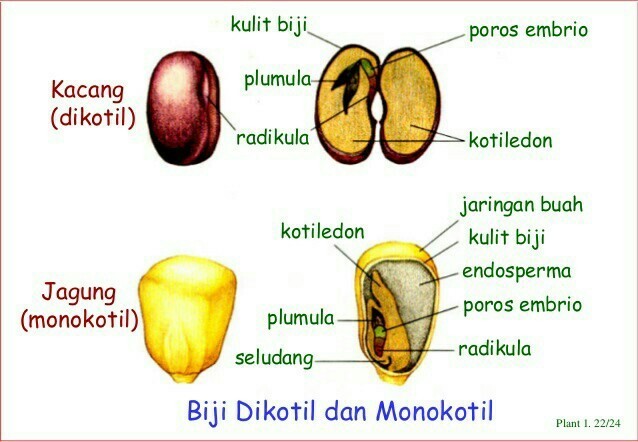 Detail Gambar Bagian Bagian Biji Dan Penjelasan Nomer 8