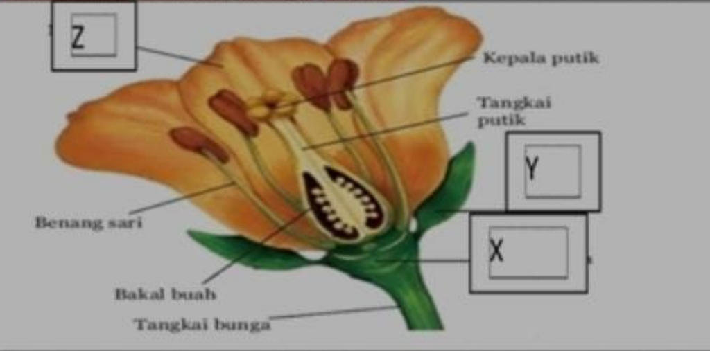 Detail Gambar Bagian Bagian Bunga Pada Buah Dan Fungsinya Nomer 21