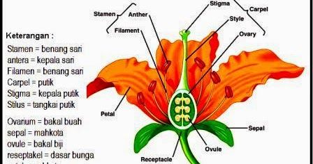 Detail Gambar Bagian Bagian Bunga Pada Buah Dan Fungsinya Nomer 22