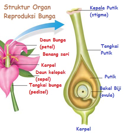 Detail Gambar Bagian Bagian Bunga Pada Buah Dan Fungsinya Nomer 33