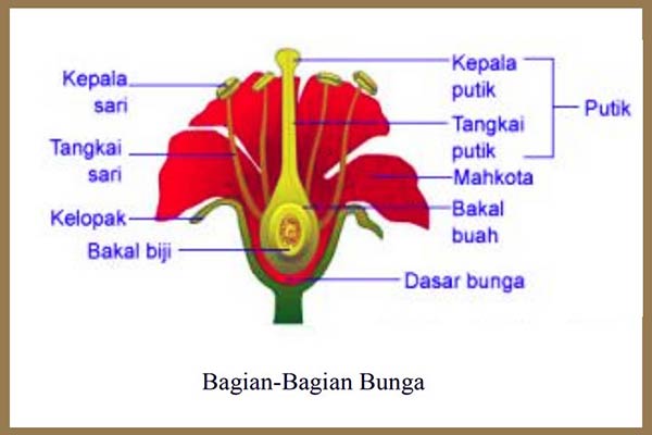 Detail Gambar Bagian Bagian Bunga Pada Buah Dan Fungsinya Nomer 36