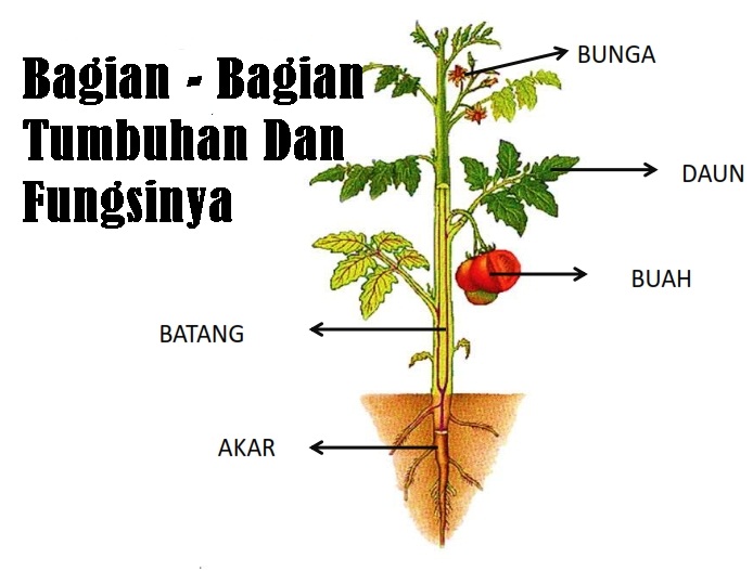 Detail Gambar Bagian Bagian Bunga Pada Buah Dan Fungsinya Nomer 47