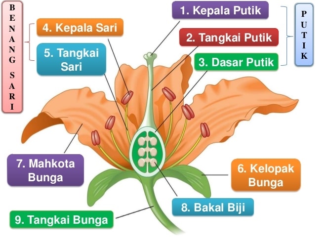 Detail Gambar Bagian Bagian Bunga Sempurna Beserta Fungsinya Nomer 13