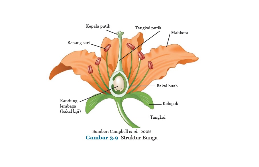 Detail Gambar Bagian Bagian Bunga Sempurna Beserta Fungsinya Nomer 23