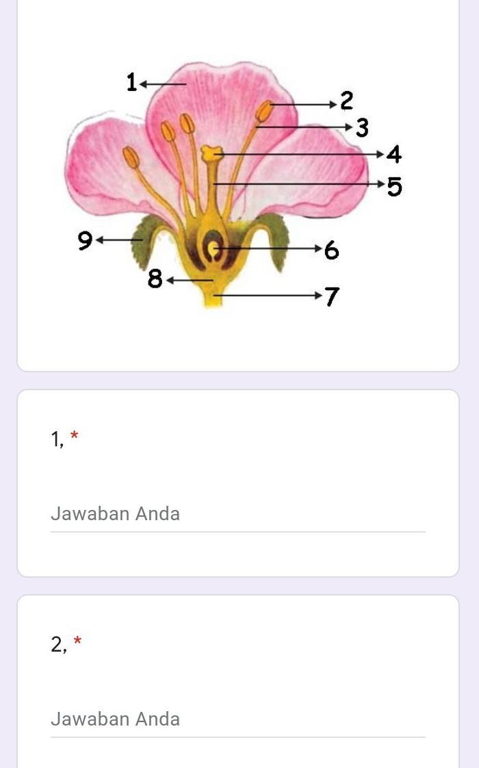 Detail Gambar Bagian Bagian Bunga Sempurna Dan Fungsinya Nomer 12