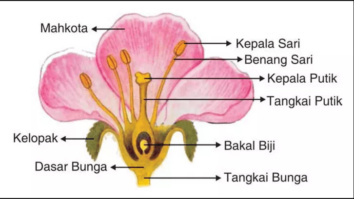 Detail Gambar Bagian Bagian Bunga Sempurna Dan Fungsinya Nomer 23