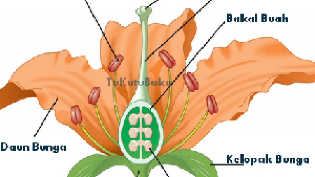 Detail Gambar Bagian Bagian Bunga Sempurna Dan Fungsinya Nomer 25